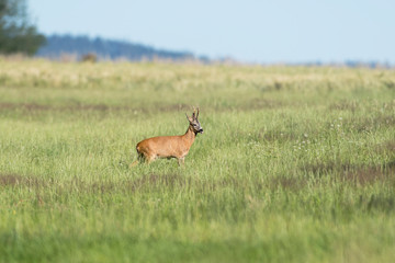 Obraz premium Rehbock