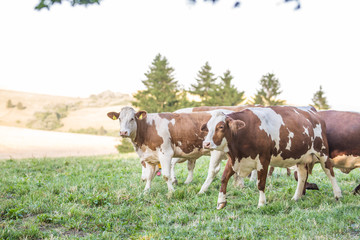 Fototapeta na wymiar herd cows on a meadows pasture or farmland