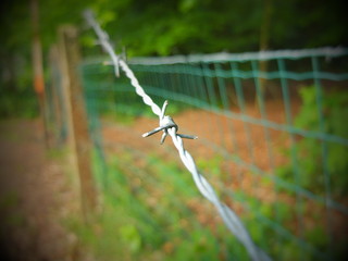 Barbed wire on a fence in a forest