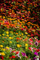 Colorful flower arrangement at a flower show