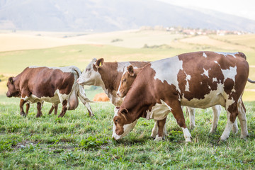 herd cows on a meadows pasture or farmland