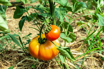 red tomatoes on the vine