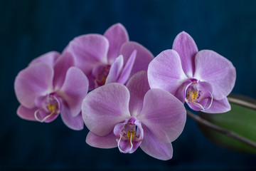 Obraz premium orchid on black background