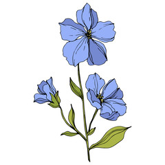 Vector Flax floral botanical flowers. Blue and green engraved ink art. Isolated flax illustration element.