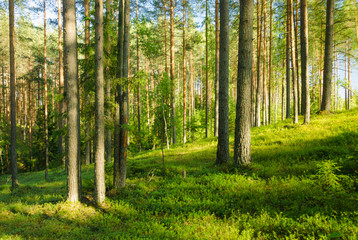 Landscape of summer pine forest - 276530119