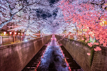 目黒川の夜桜