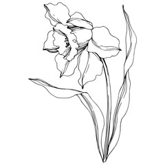 Vector Narcissus floral botanical flower. Black and white engraved ink art. Isolated narcissus illustration element.