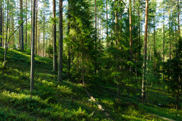 Naklejka na ściany i meble Landscape of summer pine forest