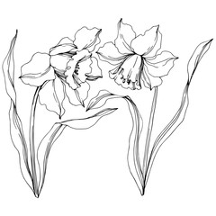 Vector Narcissus floral botanical flower. Black and white engraved ink art. Isolated narcissus illustration element.
