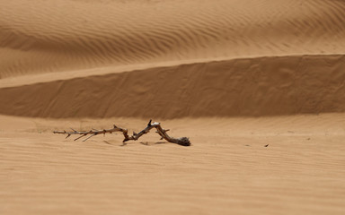 Yellow sand dunes in the desert.