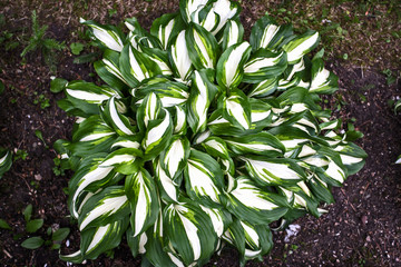 green plant in the garden