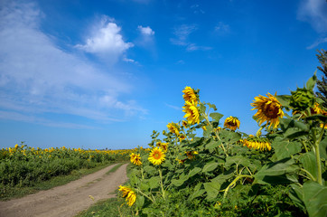 field of sunflowers and blue sky - 276530927