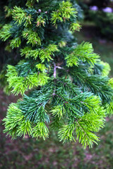 branch of a christmas tree