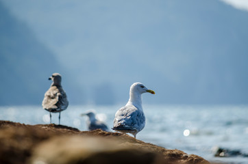 seagull on the beach - 276530971