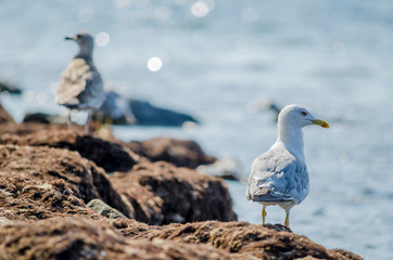 seagull on a rock - 276530982