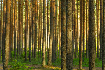 Landscape of summer pine forest - 276531115