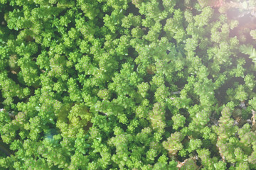 Naklejka premium Floral abstract background of nature. Flowers and leaves.