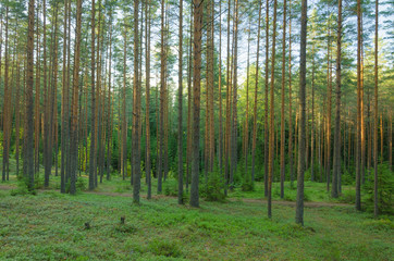 Landscape of summer pine forest - 276531365