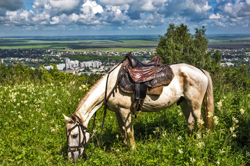 horse and rider