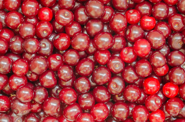 Background of fresh and ripe cherries