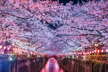 目黒川の夜桜