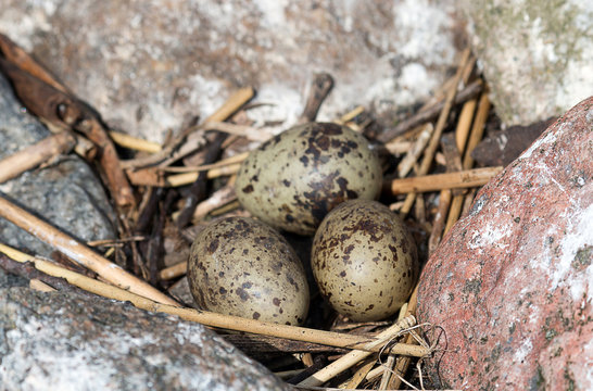 Black-headed gulls made nest