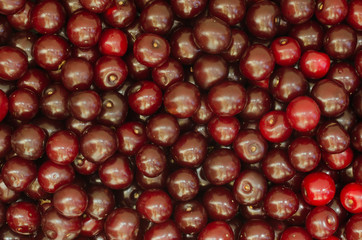 Background of fresh and ripe cherries