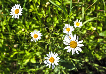 Fototapeta premium chamomile