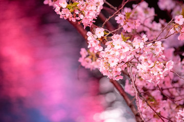 目黒川の夜桜