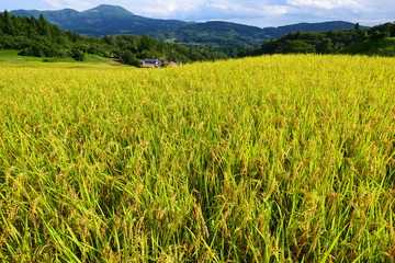 収穫の季節、秋の山吹棚田。大東　一関　岩手　日本。９月中旬。
