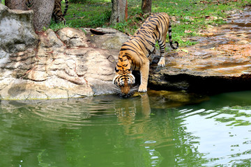 Naklejka na ściany i meble bengal tiger drinking water in wildlife