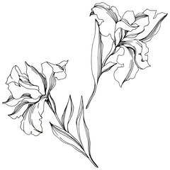 Iris floral botanical flowers. Black and white engraved ink art. Isolated irises illustration element.