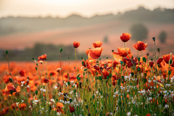 Close Up View of Poppy Flowers at Dawn