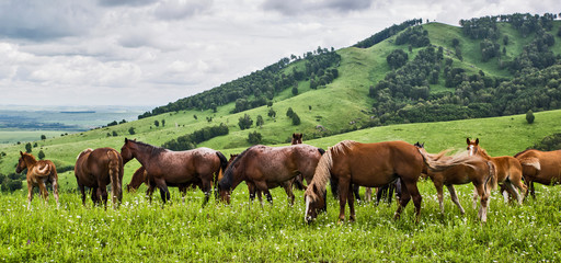 herd of horses
