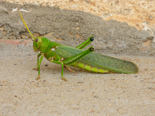 Grasshoper of the genus Tropidacris (family Romaleidae) - Oeiras, Brazil