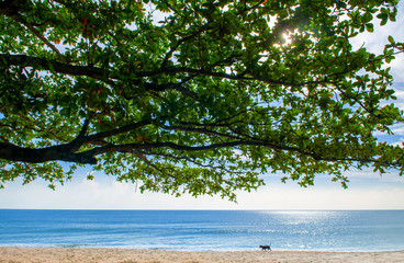 Summer tropical beach with tree branches and dog walking - Thailand tropical isalnd