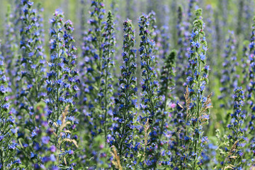 Obraz premium Flower background. Field of blooming Salvia pratensis. Cropped shot, horizontal, place for text. Nature's concept.