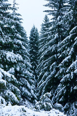Northern Velebit National Park, Dalmatia region, Croatia, Europe