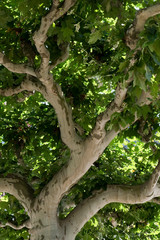 Obraz premium Baum, Baumkrone, Blätterdach