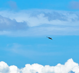 Hawk in the skies above the clouds                    