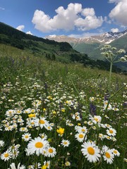 primavera margherite 