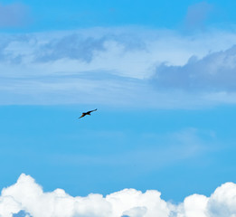 Fototapeta premium Hawk in the skies above the clouds 
