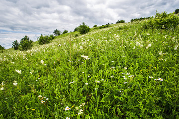 field of flowers and blue sky with clouds