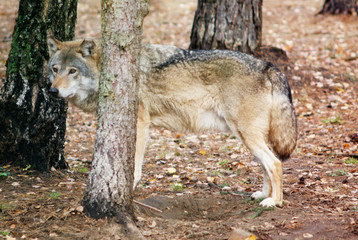 The wolf in the forest looks away