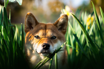chien shiba inu souriant dans les fleurs au coucher  de soleil 
