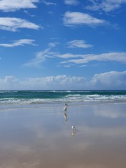 Fototapeta na wymiar Pelican's and Seagull's call Flinders Beach home