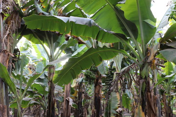 banana tree in the garden