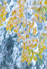 BEECH - HAYA, Northern Velebit National Park, Dalmatia region, Croatia, Europe