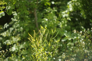 leaves of tree in spring