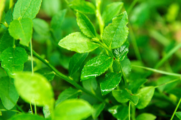 Close up. Green leaves of a bilberries (blueberries) bush, wet from rain.